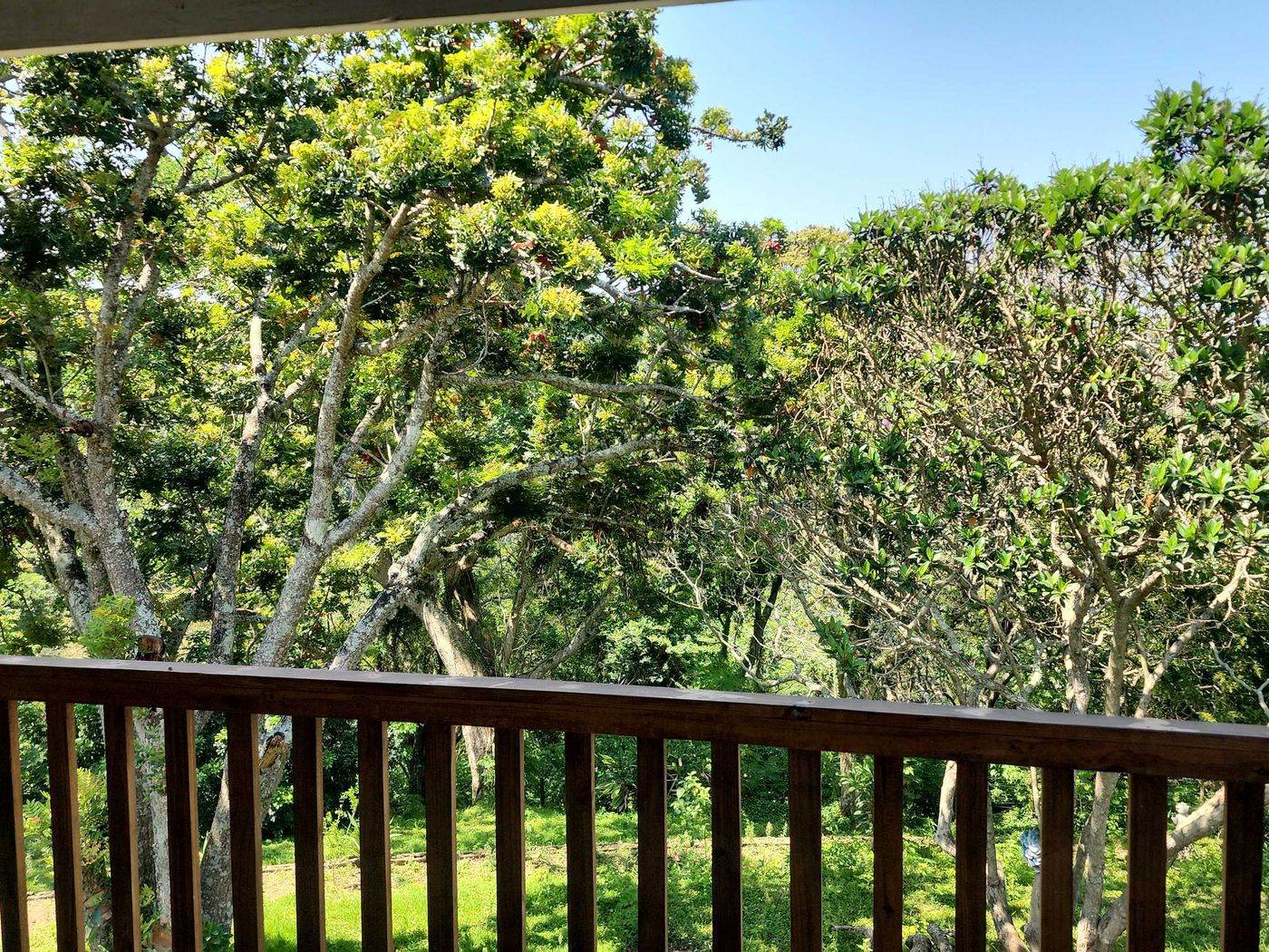 Balcony view into the garden trees