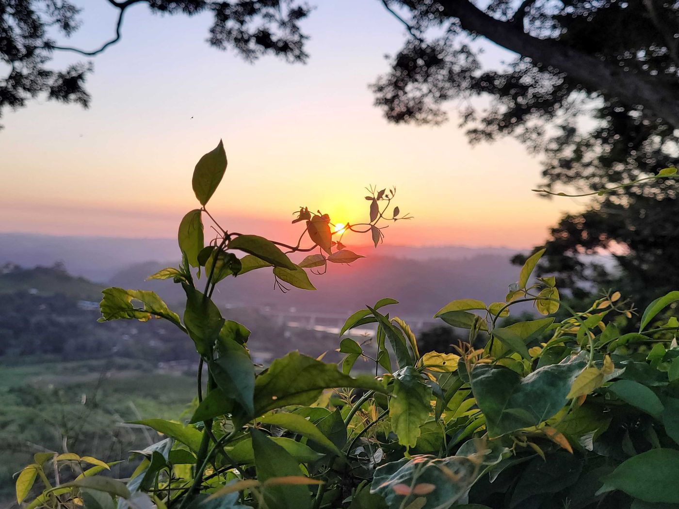 Sun setting behind leaves on the ridge